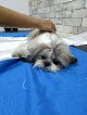 Negocio Alegro Centro Veterinario & Spa