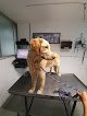 Negocio Animal Care Center Hospital Veterinario