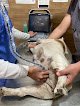 Negocio Animalia Veterinaria Integral