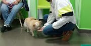 Negocio Animalitos Hospital Veterinario 24 Horas Prado Norte
