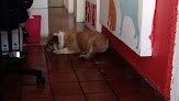 Animal's Health