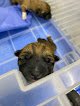 Negocio Atención Veterinaria Fedeleo