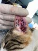 Banffi Vet’s Clínica Veterinaria
