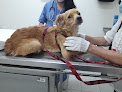Buap : Hospital Veterinario Para Pequeñas Especies