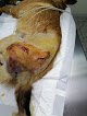 Bull's Doc Clinica Veterinaria