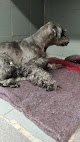Negocio Canino Real, Servicios Veterinarios