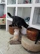 Cattoz Centro Clínico Para Pequeños Felinos