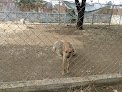 Centro De Atención Animal
