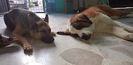 Centro De Salud Animal