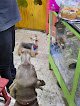 Negocio Centro Veterinario Animalitos