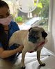 Negocio Centro Veterinario Anzures