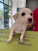 Negocio Centro Veterinario De Especialidades Matlazincas