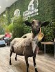 Negocio Centro Veterinario México Animales No Convencionales Y Gatos