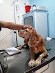 Negocio Centro Veterinario Neza