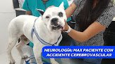 Centro Veterinario Puebla (Hospital Veterinario En Puebla)