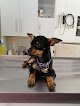 Negocio Cevepet Veterinaria