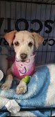 Negocio Clínica Integral Veterinaria