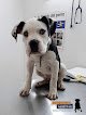 Negocio Clínica Veterinaria Albéitar