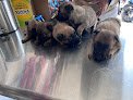 Clínica Veterinaria