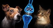 Negocio Clínica Veterinaria Cannapets