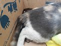 Negocio Clínica Veterinaria Como Perros Y Gatos