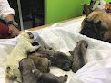 Clínica Veterinaria D' Dogtors