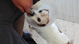 Clinica Veterinaria De Especialidades De Queretaro
