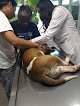 Negocio Clínica Veterinaria Del Bosque (Emergencias 24Hrs/7 Días [Solo Perros Y Gatos] )