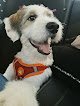 Negocio Clínica Veterinaria Díaz