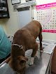 Negocio Clínica Veterinaria Dogtor's
