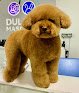Clínica Veterinaria Dulces Mascotas