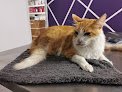 Negocio Clínica Veterinaria Fisiovet