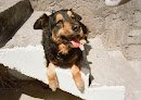Negocio Clínica Veterinaria & Grooming House Mty