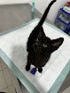 Negocio Clínica Veterinaria Kalanvet