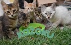 Negocio Clinica Veterinaria Kazoku