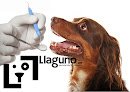Clínica Veterinaria Llaguno