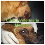 Negocio Clínica Veterinaria Molosos