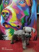 Clinica Veterinaria 