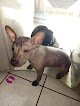 Negocio Clinica Veterinaria Planeta Animal