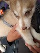 Negocio Clinica Veterinaria Puppy