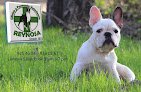 Negocio Clinica Veterinaria Reynosa