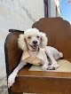 Negocio Clinica Veterinaria Servetdog