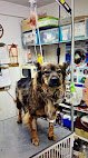 Negocio Clinica Veterinaria Vetrrendo 24 Hrs
