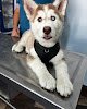 Negocio Clínica Veterinaria Zoobichos