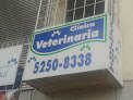 Negocio Clinica Veterinaria