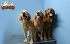 Negocio Clínica Y Estética Veterinaria Sapos (Masterpets)