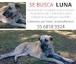 Negocio Consultorio Veterinario Alfa-Vet