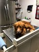 Negocio Consultorio Veterinario Kannes