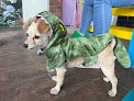Diva Veterinaria