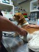 Negocio Doc&Dog Clínica Veterinaria